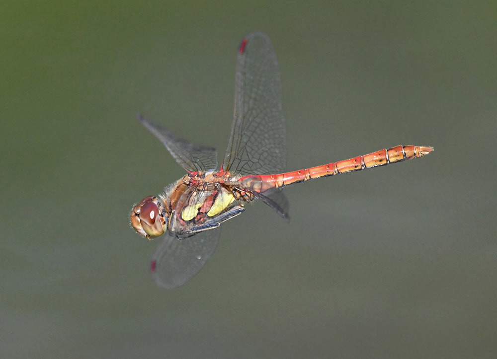 Common Darter dragonfly in flight, Sussex