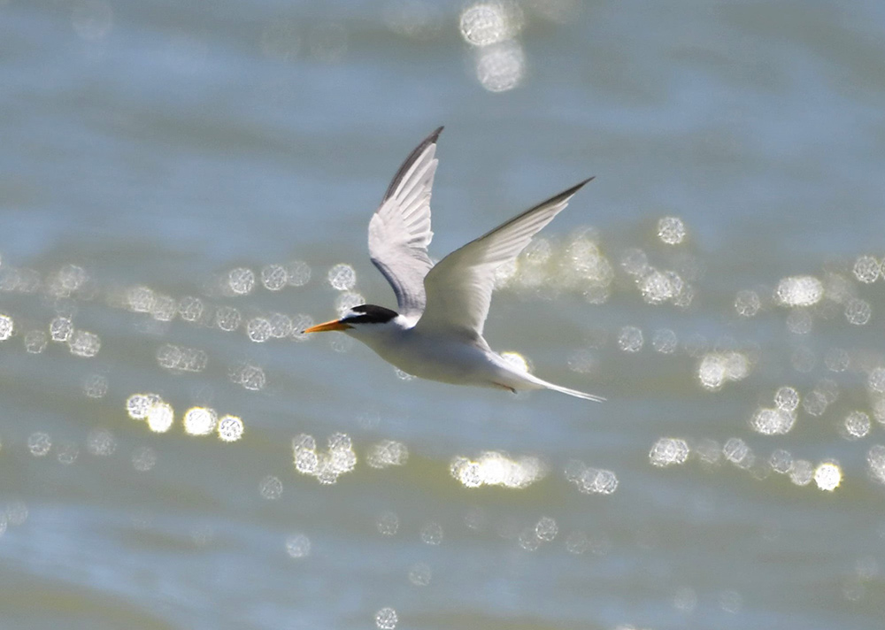 Little Tern over sparkling water, Rye Harbour