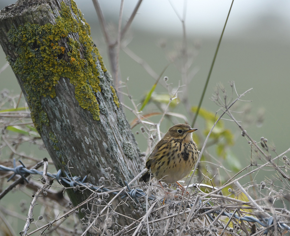 Meadow Pipit by lichen covered post