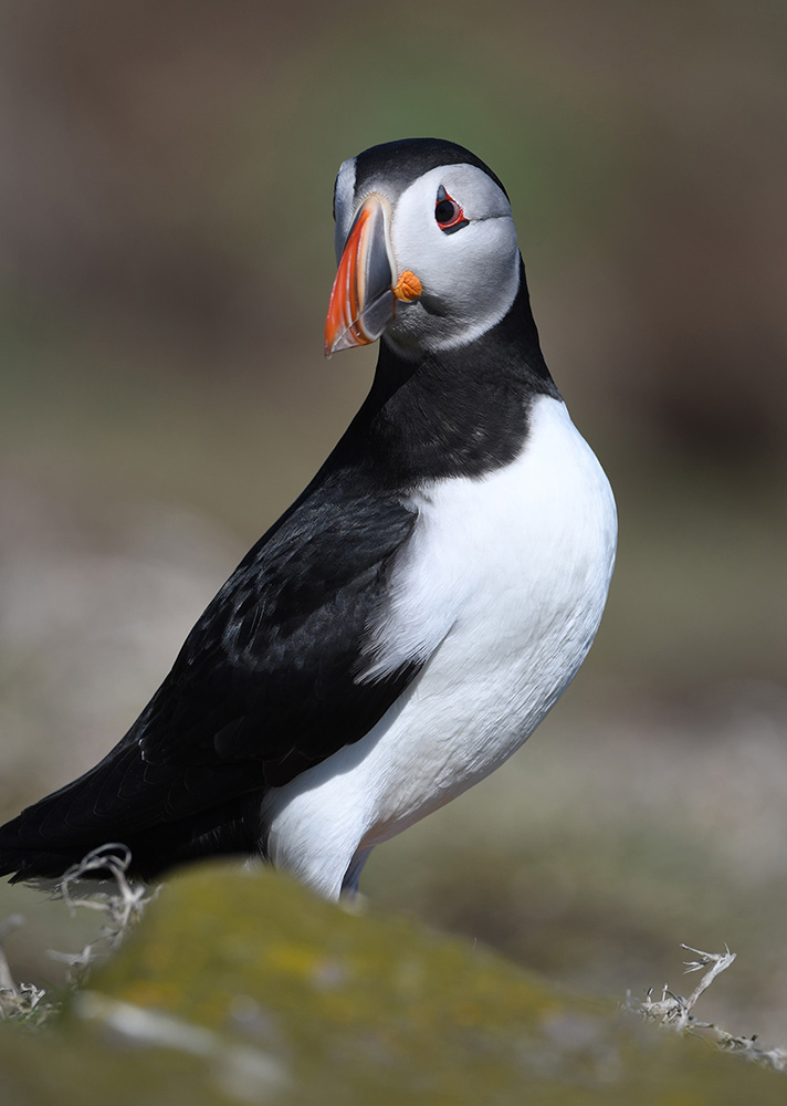 Puffin, Isle of May
